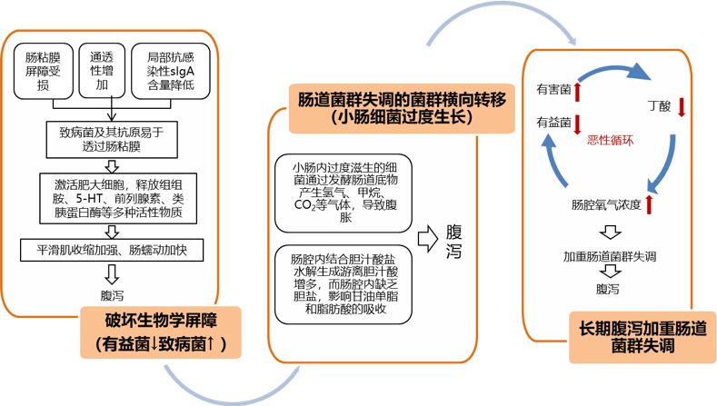 最新研究揭示先天性巨结肠发病机制