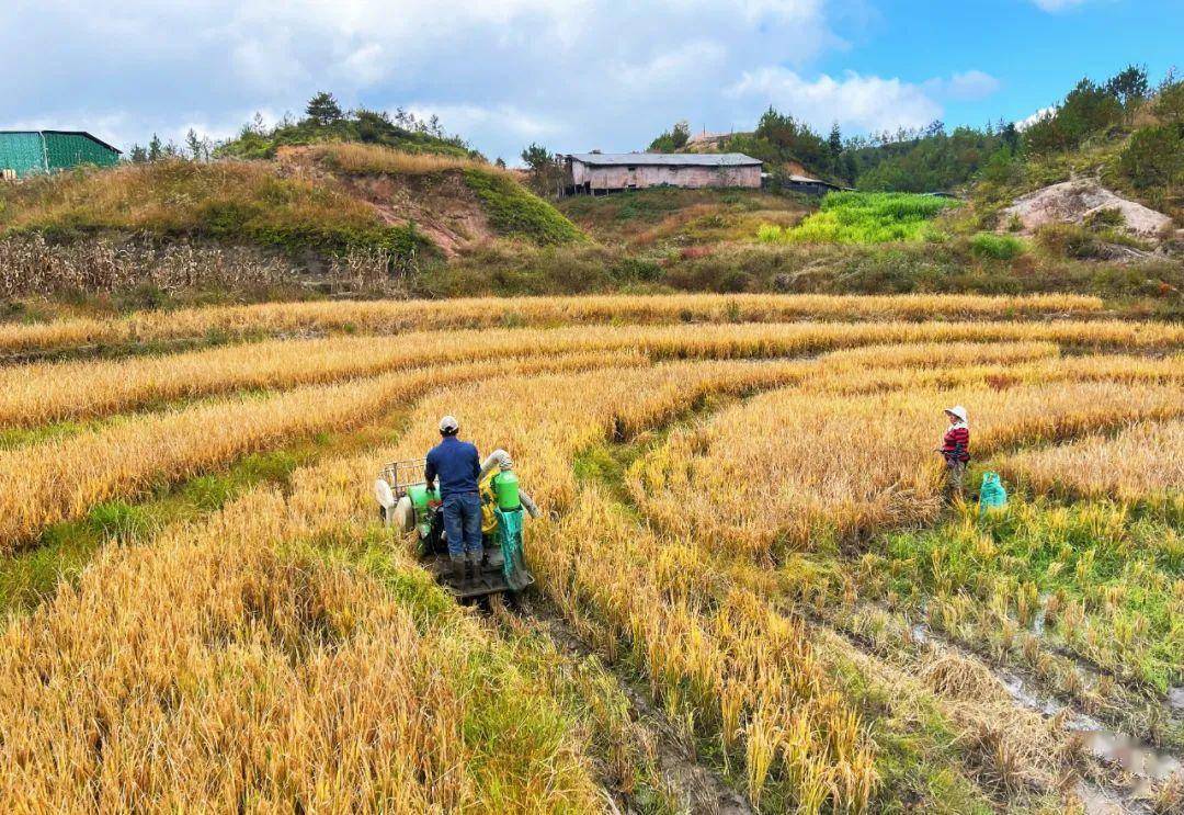 湖南：通过土地托管、代耕代种确保土地撂荒治理