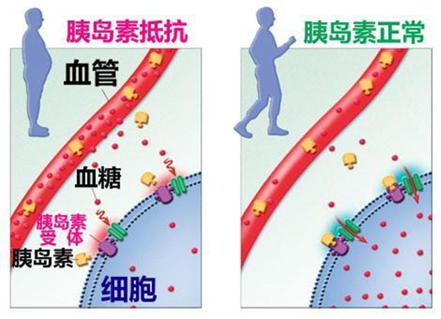 糖价抵抗式下跌为主 存在反弹可能