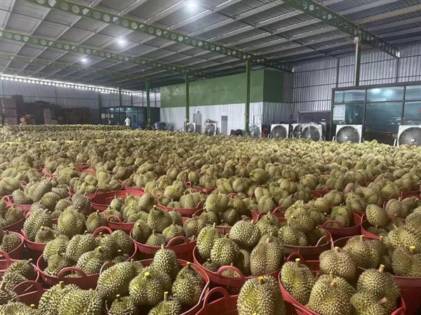 人保护你周全,人保有温度_2024榴莲行业发展分析与投资前景 泰国榴莲产量大跌 创15年最大降幅