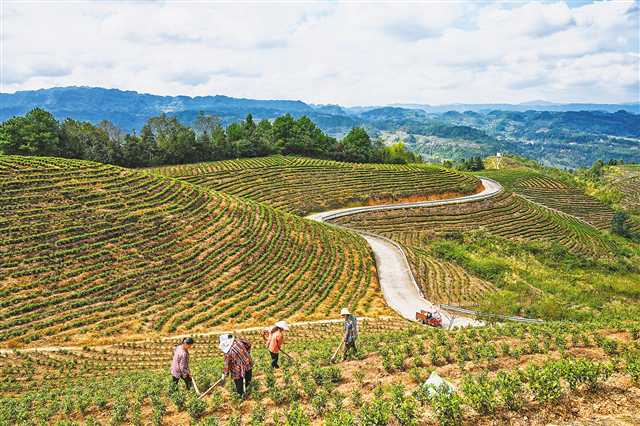 人保财险 ,人保有温度_我国助力巴基斯坦辣椒种植业 辣椒种植行业现状及市场深度分析