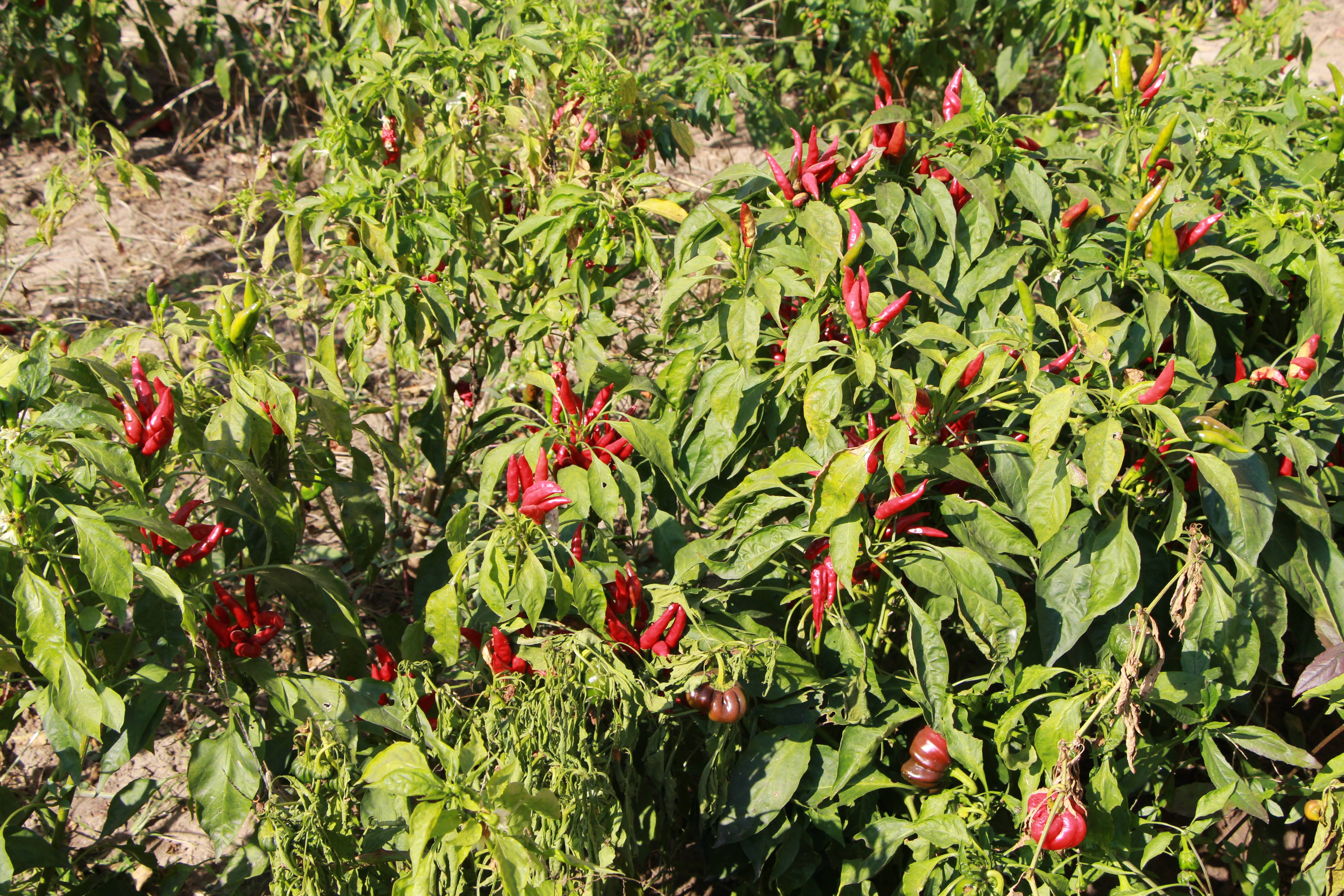 人保车险,人保有温度_中国辣椒种植行业市场深度调研及未来投资趋势分析2025