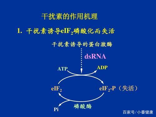 类器官研究揭示蝙蝠抗病毒免疫机制