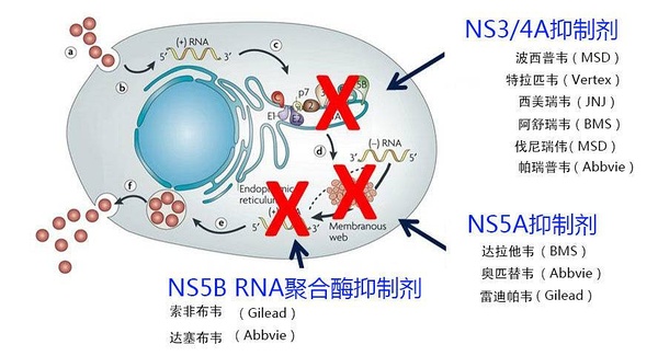 类器官研究揭示蝙蝠抗病毒免疫机制