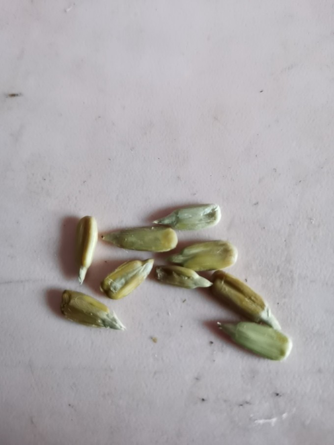 洽洽食品:公司葵花籽原料与上一采购季采购价格相比有提升
