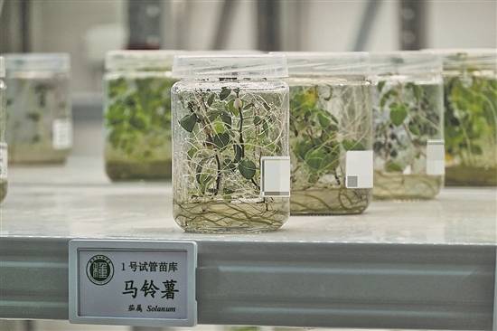 守护农业“芯片”!走进种子“诺亚方舟”