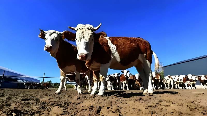 农业农村部：肉牛养殖已连续3个月总体保持盈利