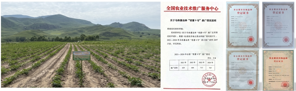 我国科学家揭示马铃薯“身世之谜”