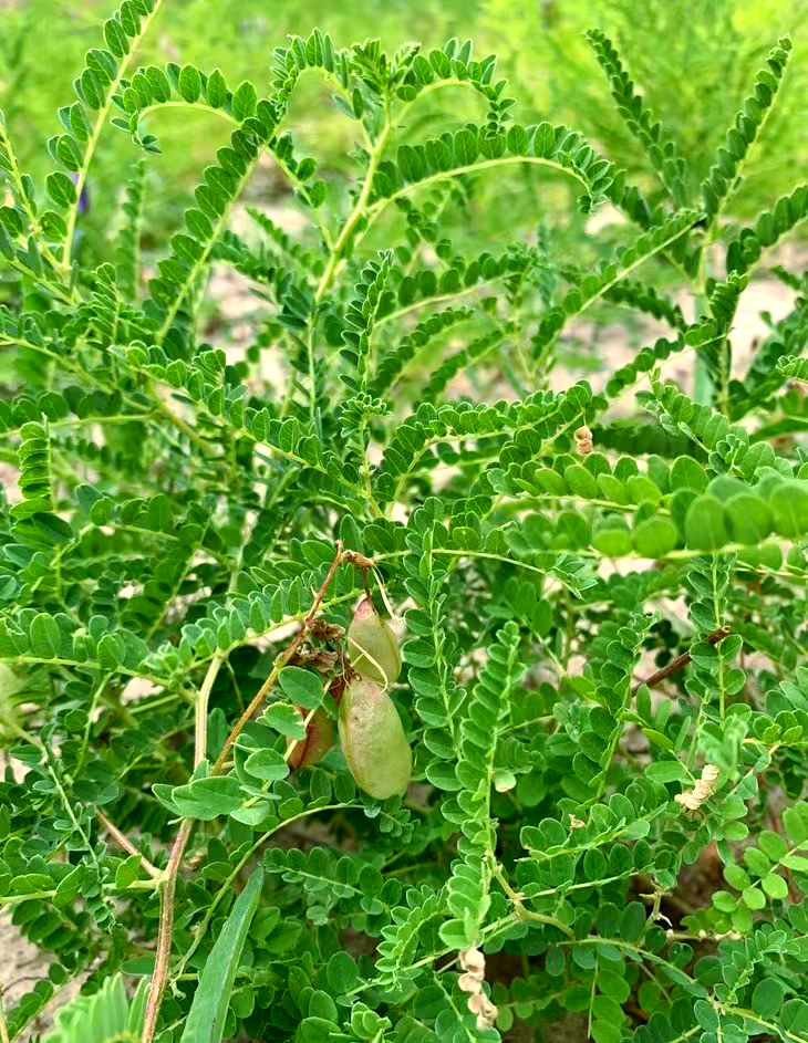 盘龙药业：公司自主研发的1.1类中药创新药PLZY-001临床探索加速