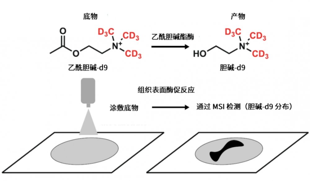 俄发射生物卫星将小鼠和果蝇送入太空