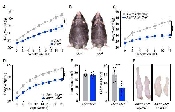 俄发射生物卫星将小鼠和果蝇送入太空