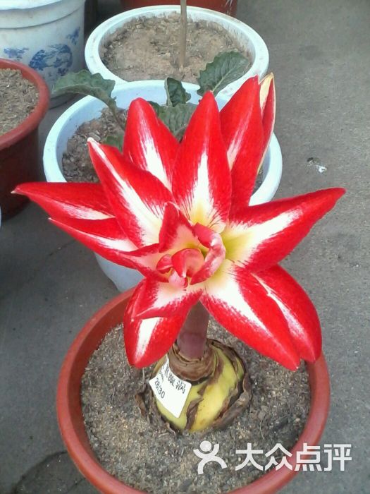 “秦氏花山龙”刷新华南蜥脚类恐龙最早记录