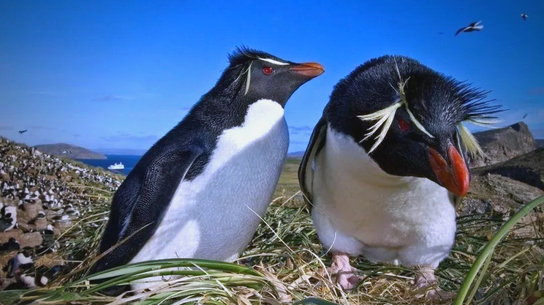 研究：新西兰三种冠企鹅种群生存现状迥异