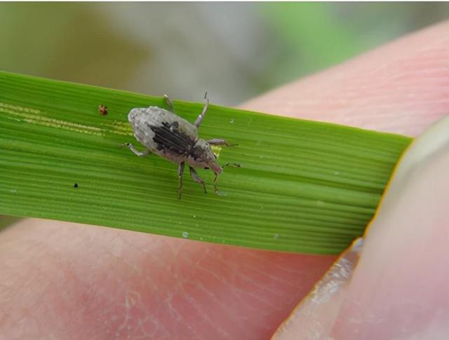 东方海洋获得发明专利授权：“一种利用二倍体雌配子体孤雌生殖进行海带苗种培育的方法”