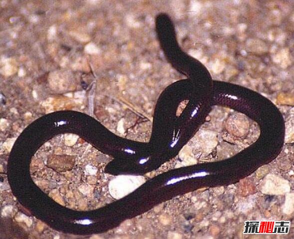 东方海洋获得发明专利授权：“一种利用二倍体雌配子体孤雌生殖进行海带苗种培育的方法”