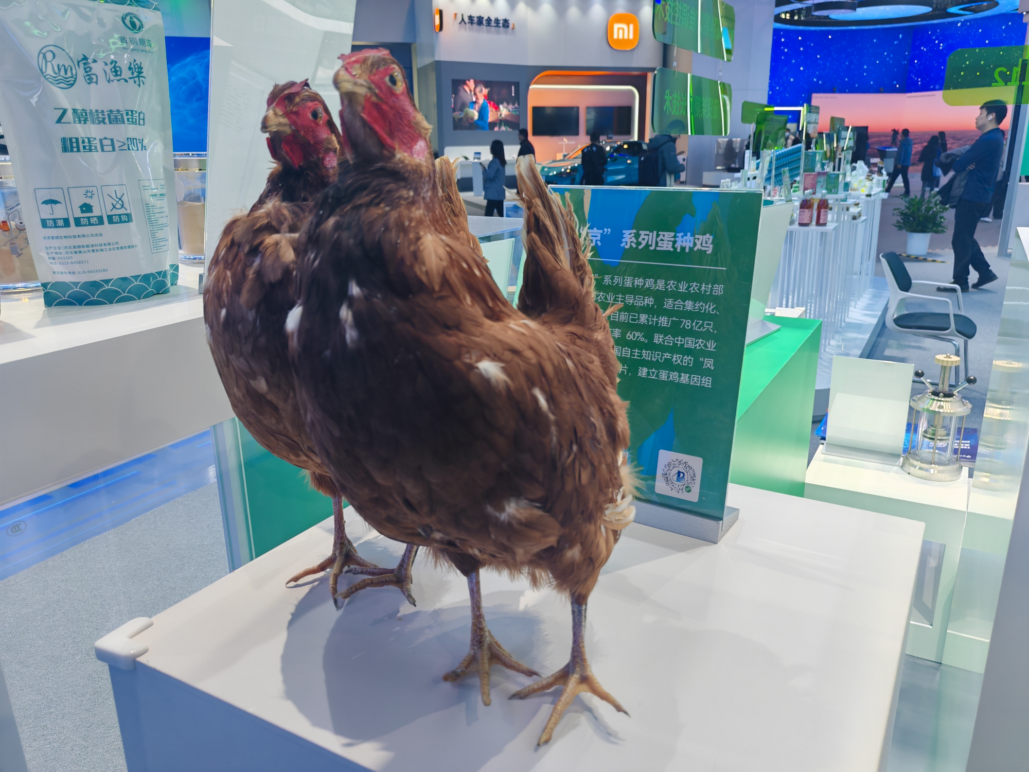 益生股份：公司自主育种蛋鸡品种完成中试