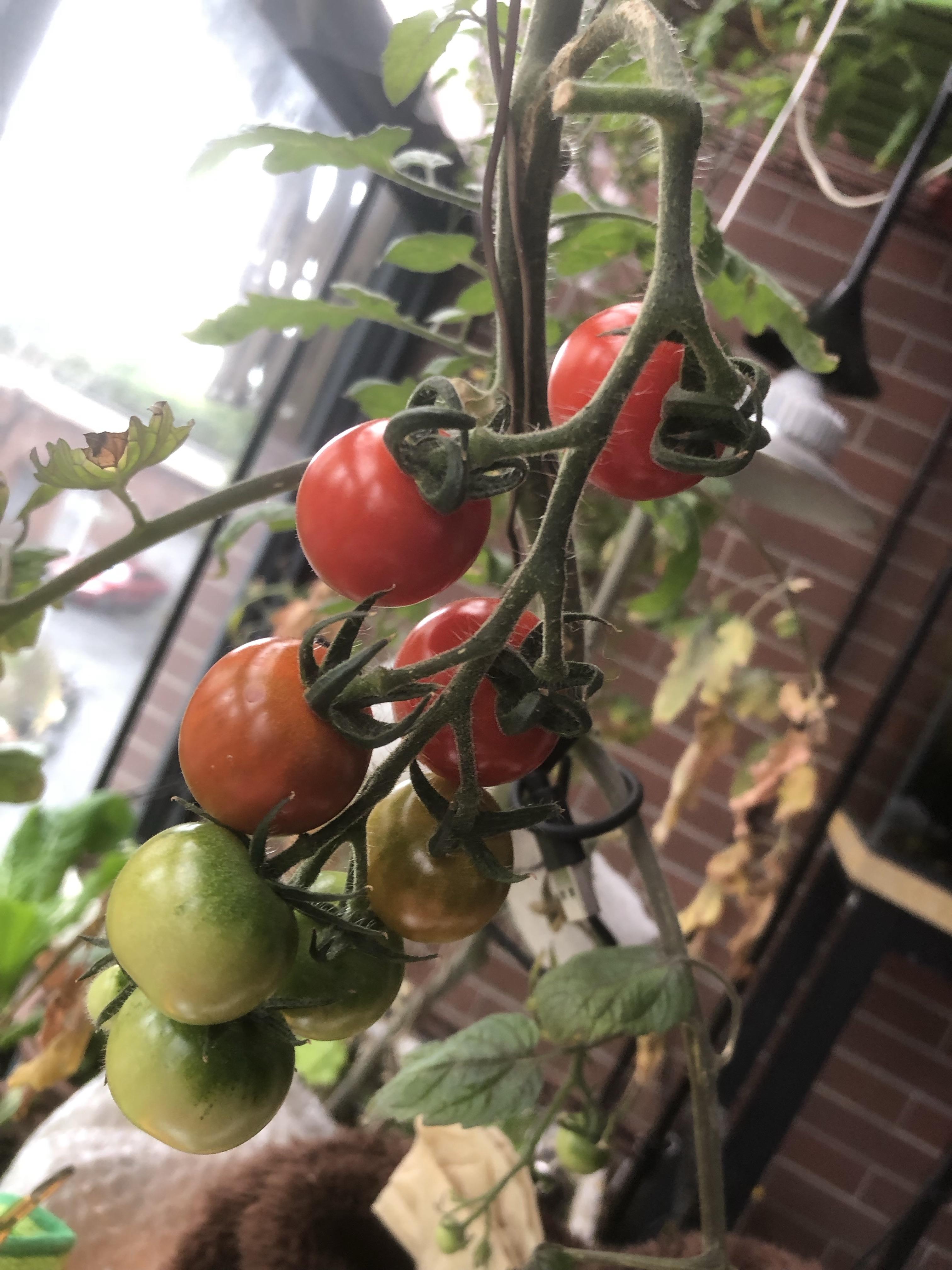 (乡村行・看振兴)山西闻喜乡村蜕变:一颗番茄从“试种”到“品牌”