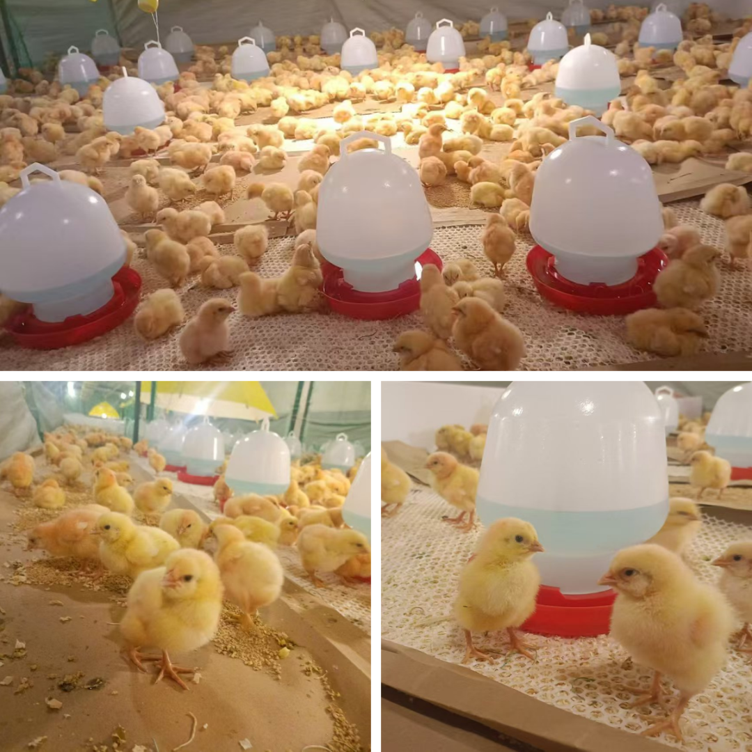 益生股份：法国禽流感未对公司引种计划造成影响