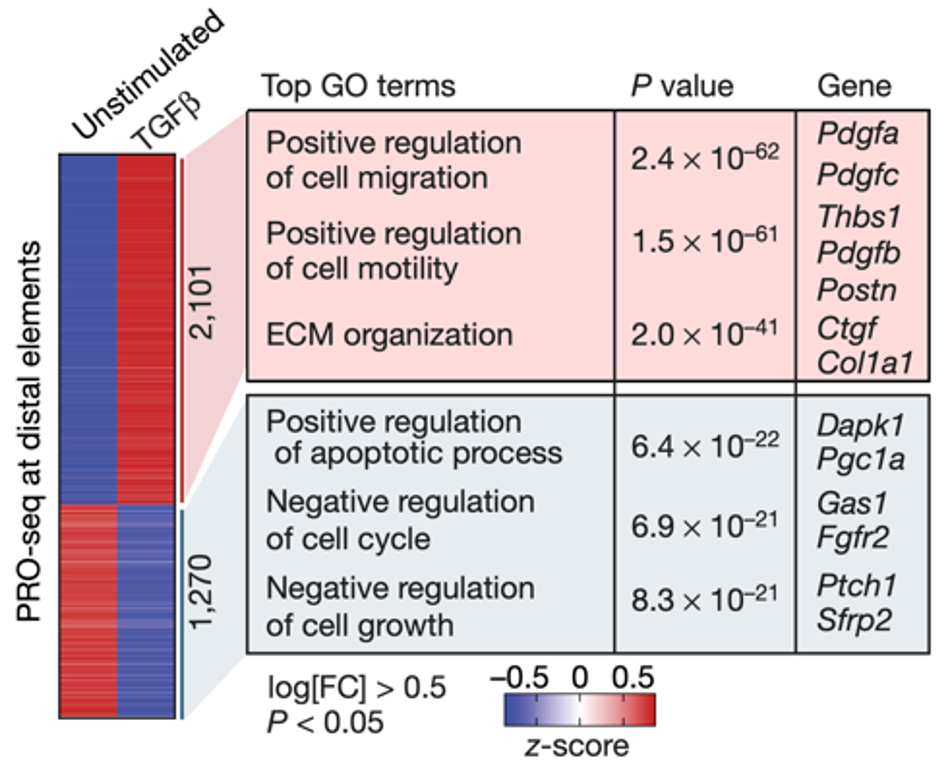 新研究：成纤维细胞也深度参与心衰过程
