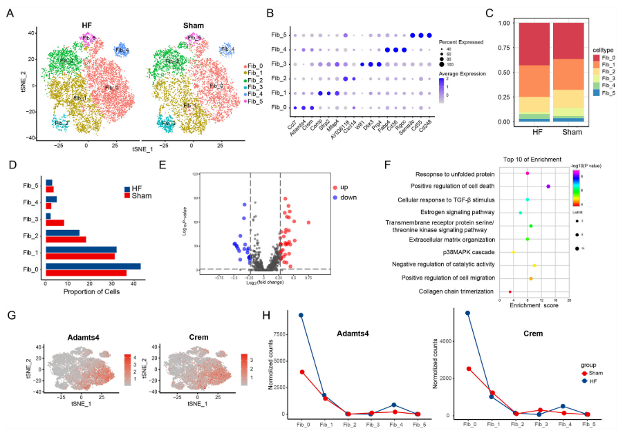 新研究：成纤维细胞也深度参与心衰过程
