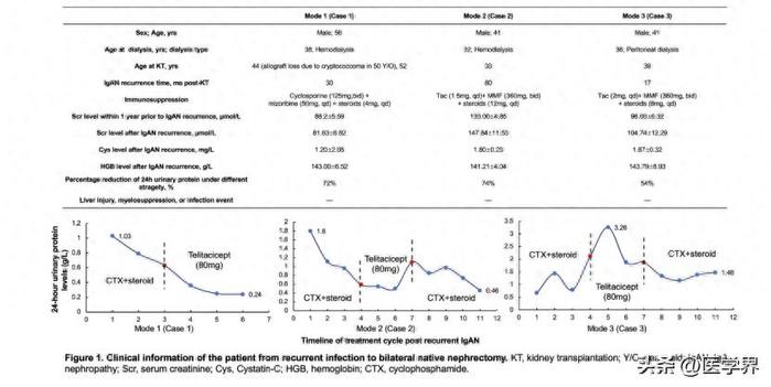 研究显示一种抗体有助于治疗慢性肾病