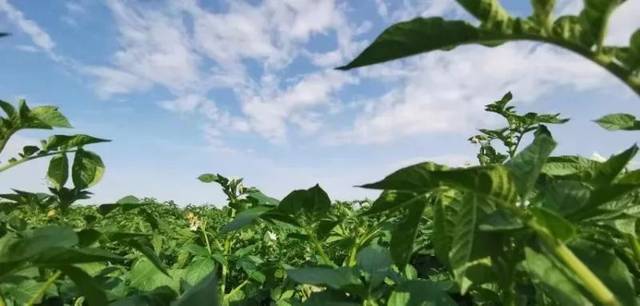 四川乡城：高原特产走出田间 飘香四海引游人