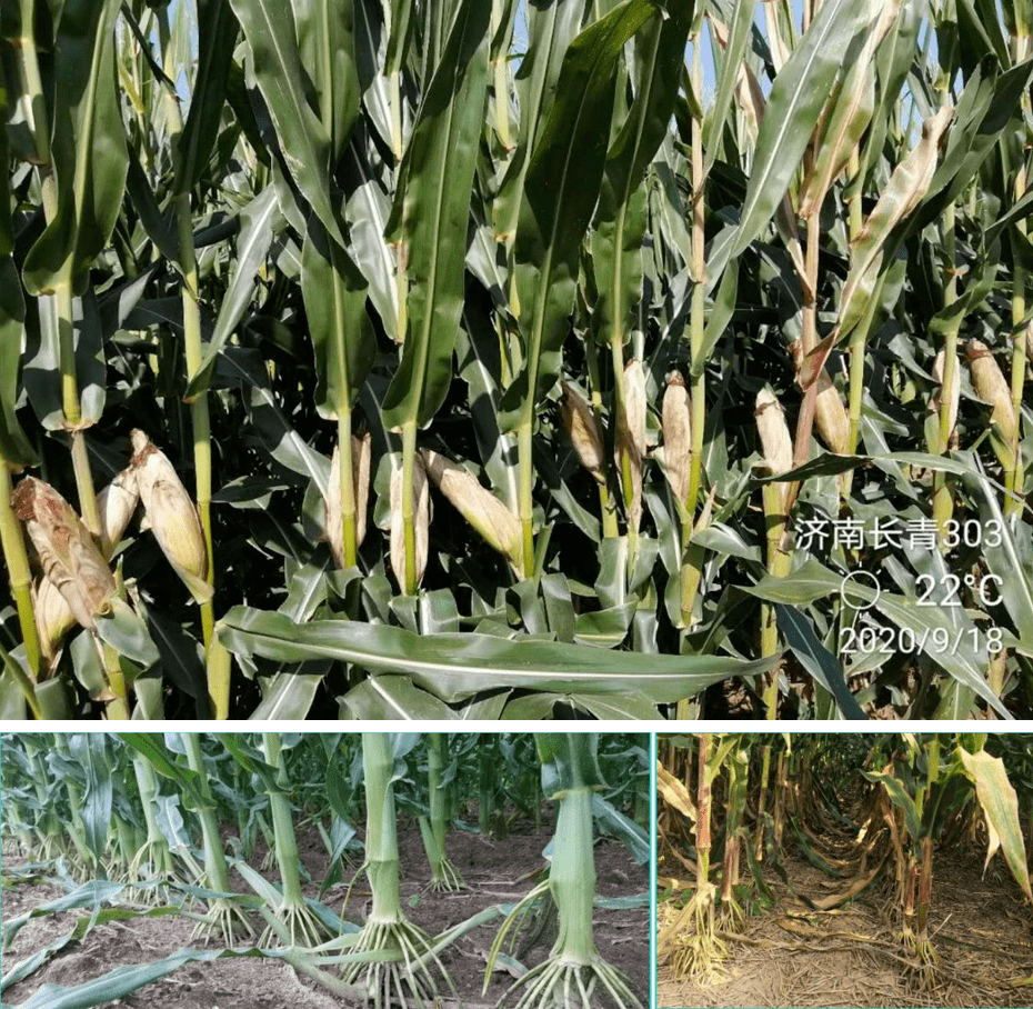 隆平高科:公司享有对玉米自交系“QD001”独立开展市场维权及打假的权利