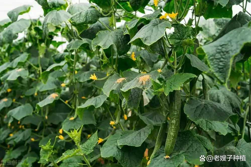 9月24日蓝丰生化涨停：光伏，农药，虫害防治概念热股