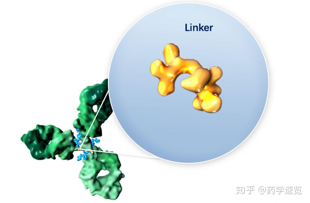 盟科药业：与蓬勃生物达成战略合作，联合开发ADC药物