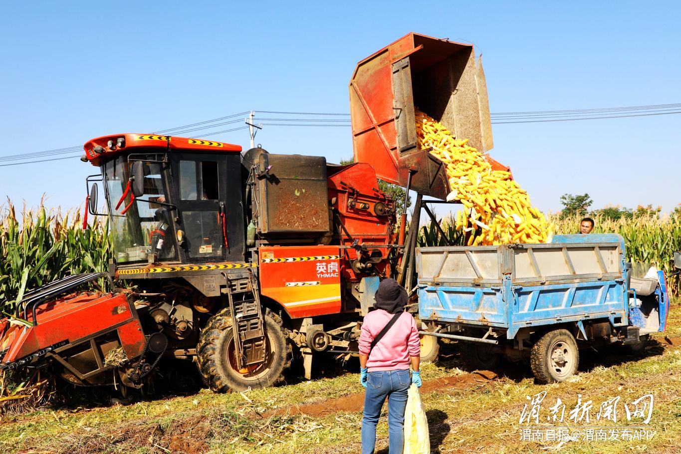 “中原粮仓”冒雨抢秋收　烘干点开足马力“全天候”
