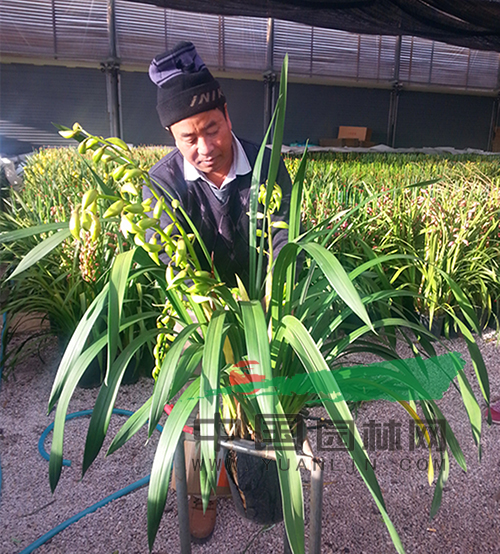 人保财险政银保 ,人保财险 _大花蕙兰行业现状与发展趋势分析