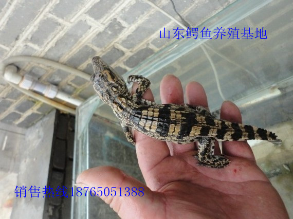 鳄鱼养殖行业现状与发展趋势分析_拥有“如意行”驾乘险，出行更顺畅！,人保有温度