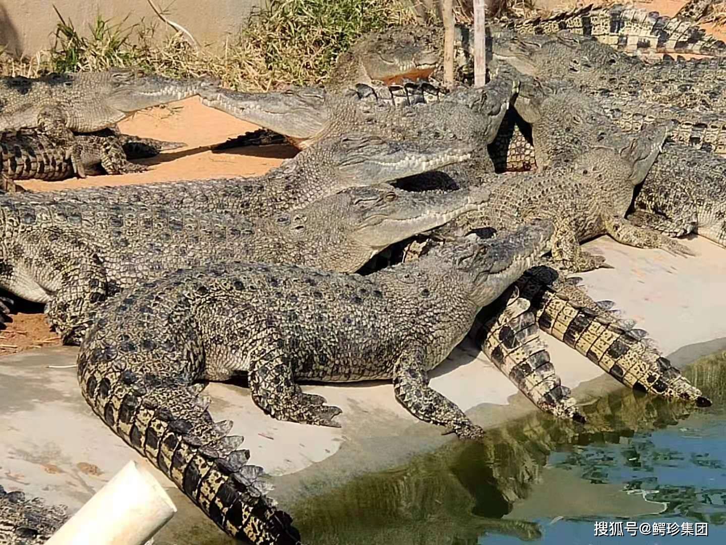 鳄鱼养殖行业现状与发展趋势分析_拥有“如意行”驾乘险，出行更顺畅！,人保有温度