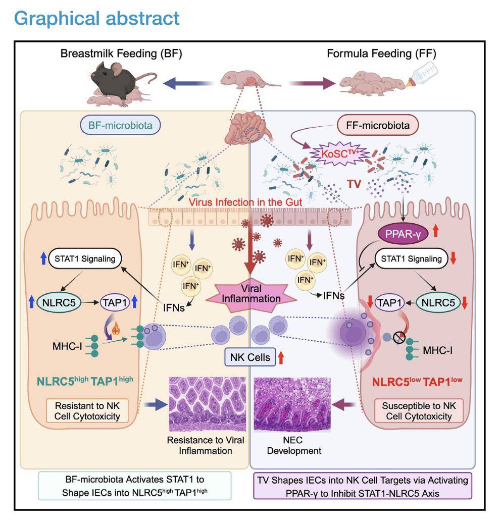 新研究揭示肠道“休眠”噬菌体被“唤醒”的机制