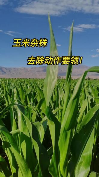 玉米种侵权遭最高院判赔超5000万元 侵权者曾申请IPO