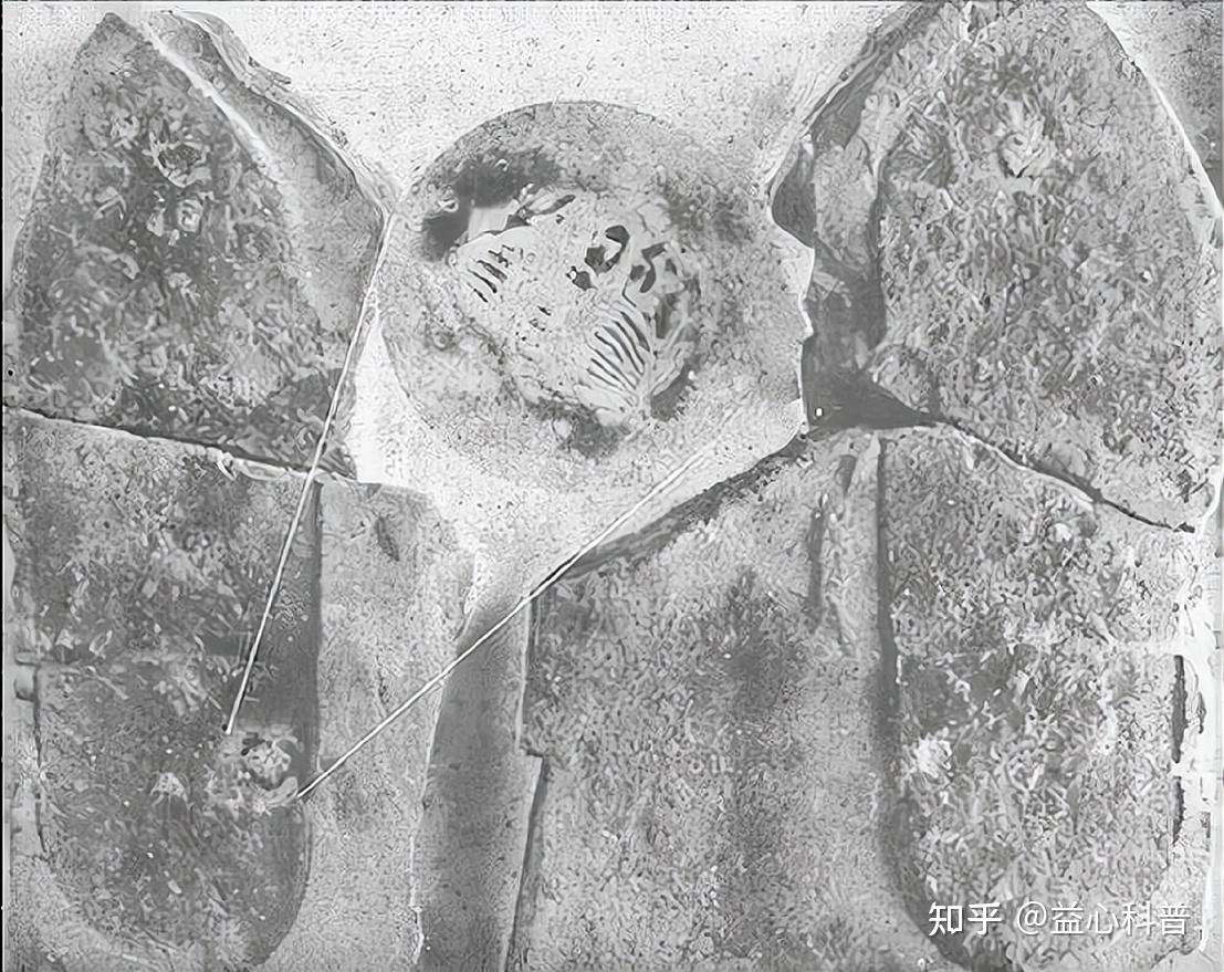 远古发现｜2.5亿年前一场“森林倒塌”，如何演变成全球性灾难