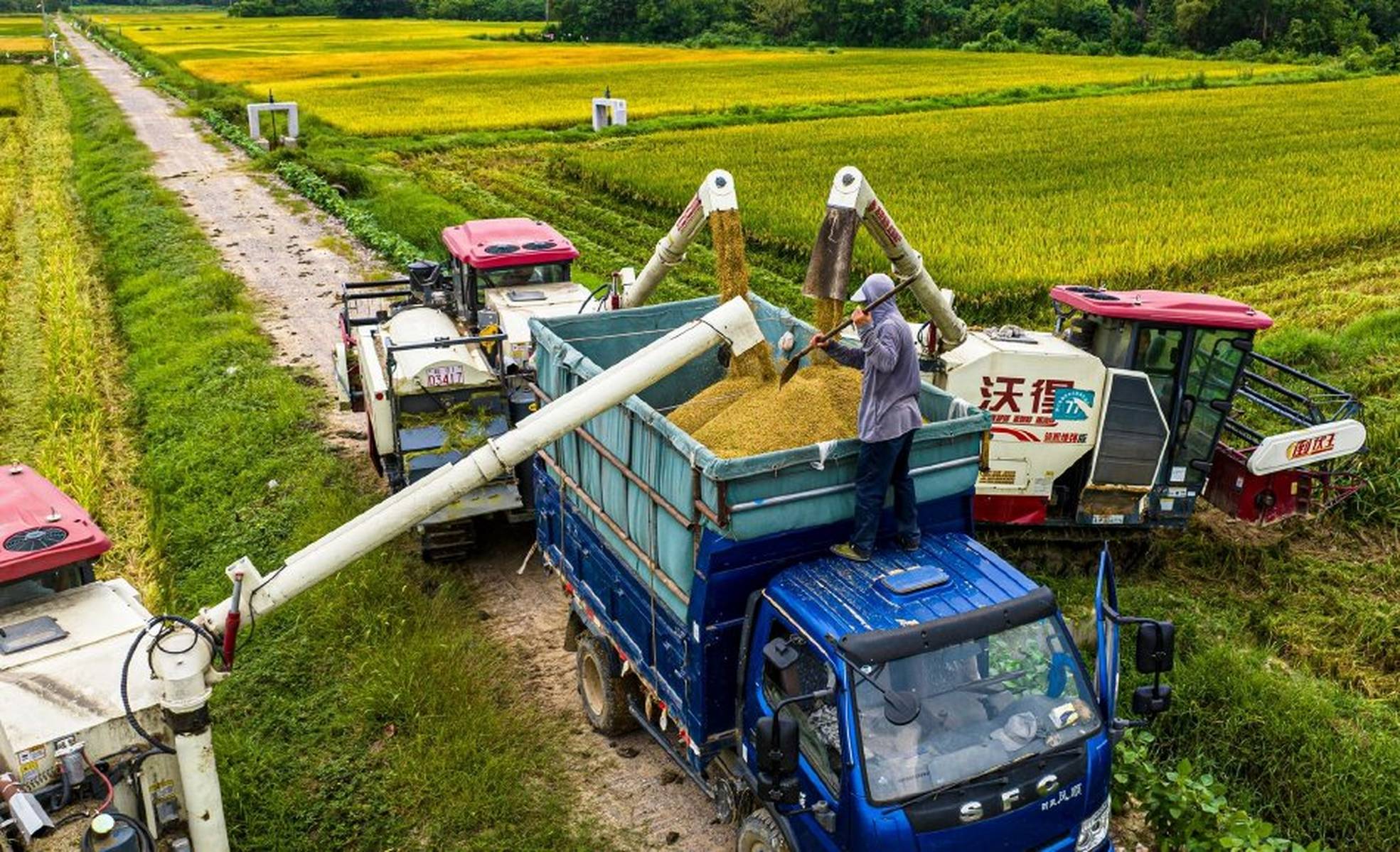 湖南江华13.2万亩二季晚稻集中收割 科技赋能粮食丰收