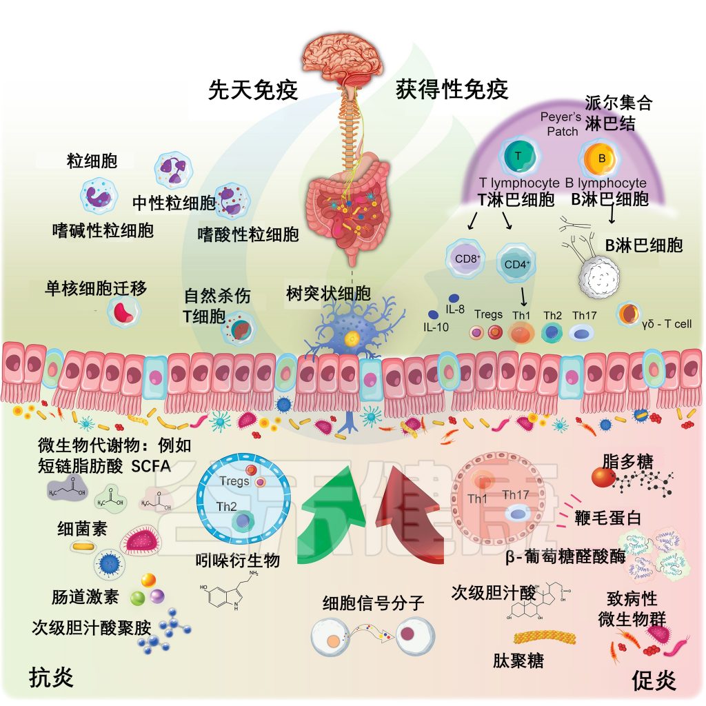 新研究让某些T细胞“弃恶从善”以治疗自身免疫疾病
