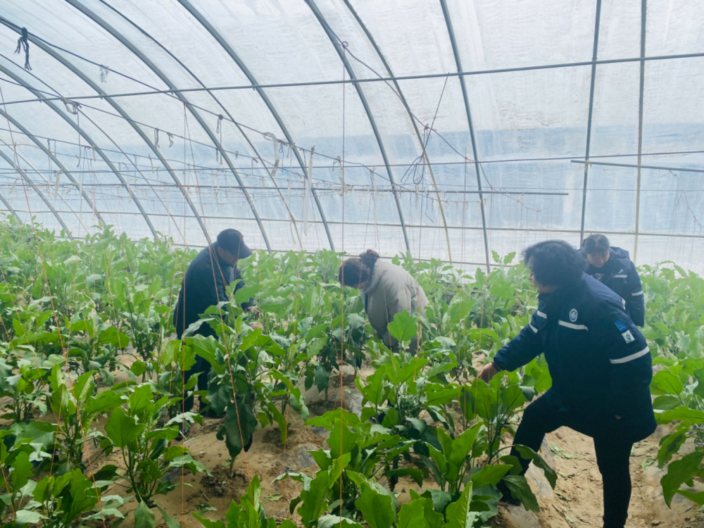 农业农村部持续推进小麦油菜落面积强田管促壮苗指导服务