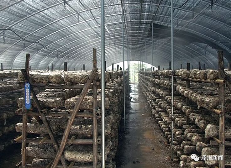 浙江县域观察：山村“文化种子”绽放“希望之花”