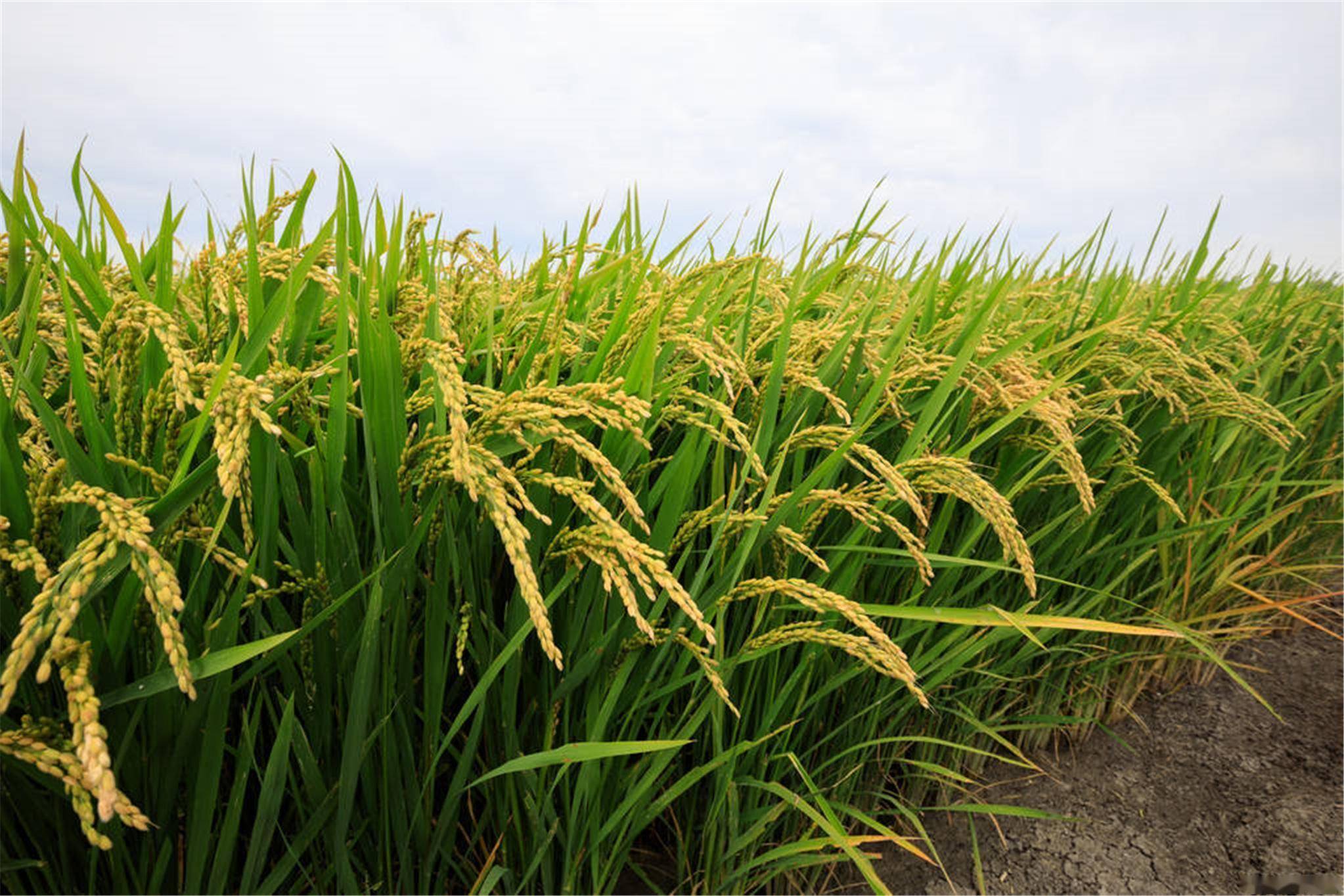 日媒：日本新米交易价格创历史新高