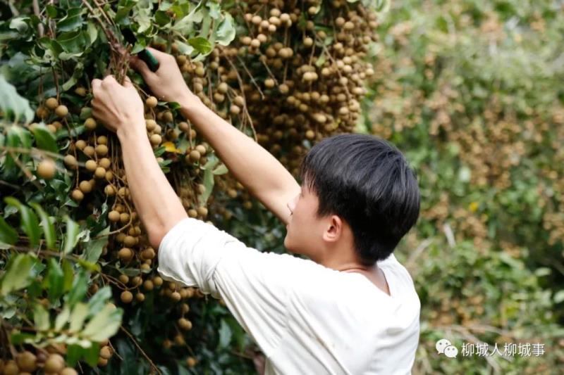 机收助广西柳城“甜蜜事业”收割效率大增