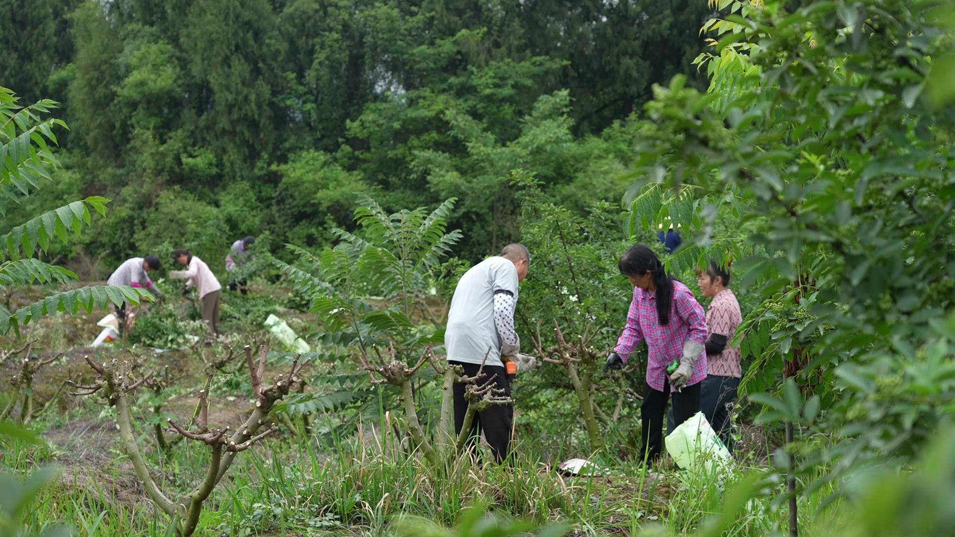 广西南宁：智慧农业“椒”出丰收答卷