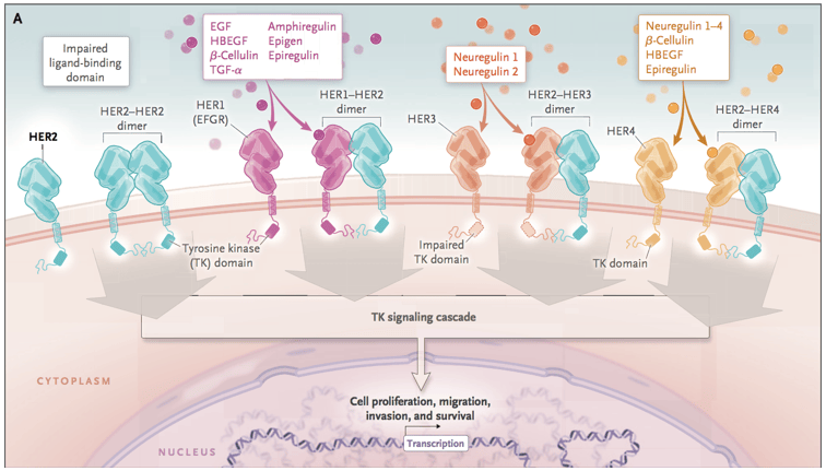 百利天恒：全球首创、新概念且唯一进入III期临床阶段的EGFR×HER3双抗ADC药物iza-bren药品上市申请已获受理