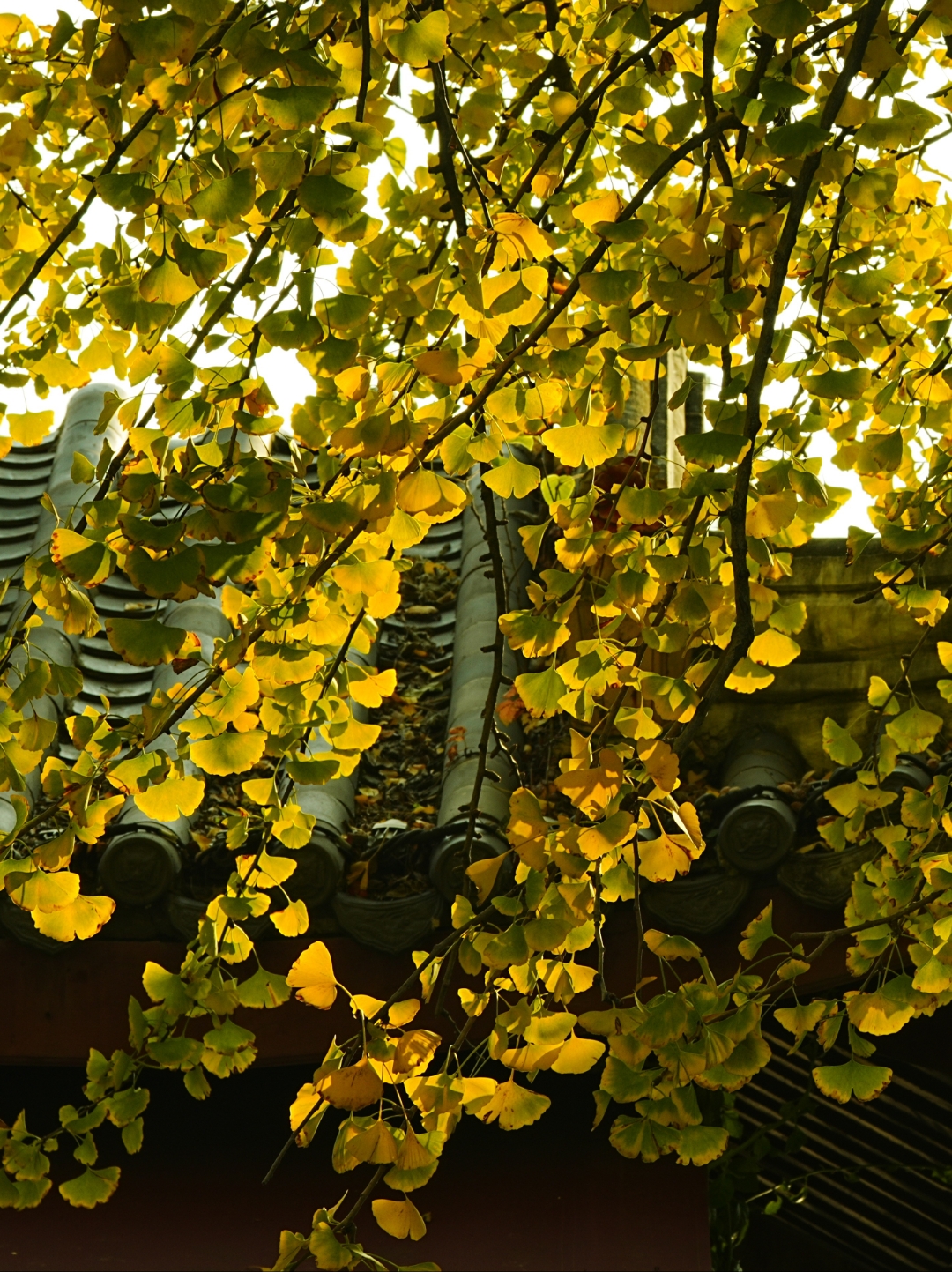 成都迎来银杏观赏季