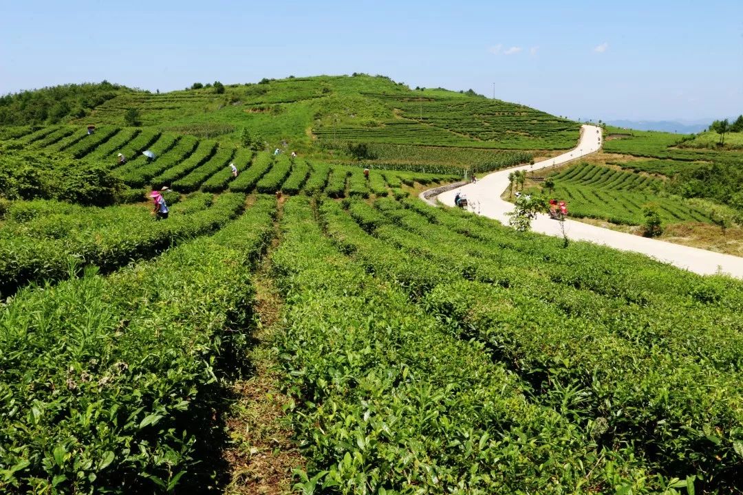 深圳新阶层人士高青：石英晶体产业里的突围与坚守