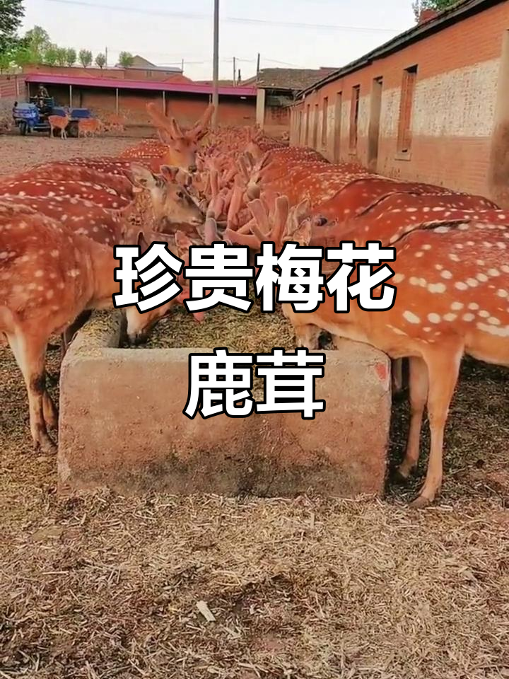 拥有“如意行”驾乘险，出行更顺畅！,人保护你周全_药材行业前沿洞察 中药材全球价值链 道地种植标准与活性成分提取的产业化路径