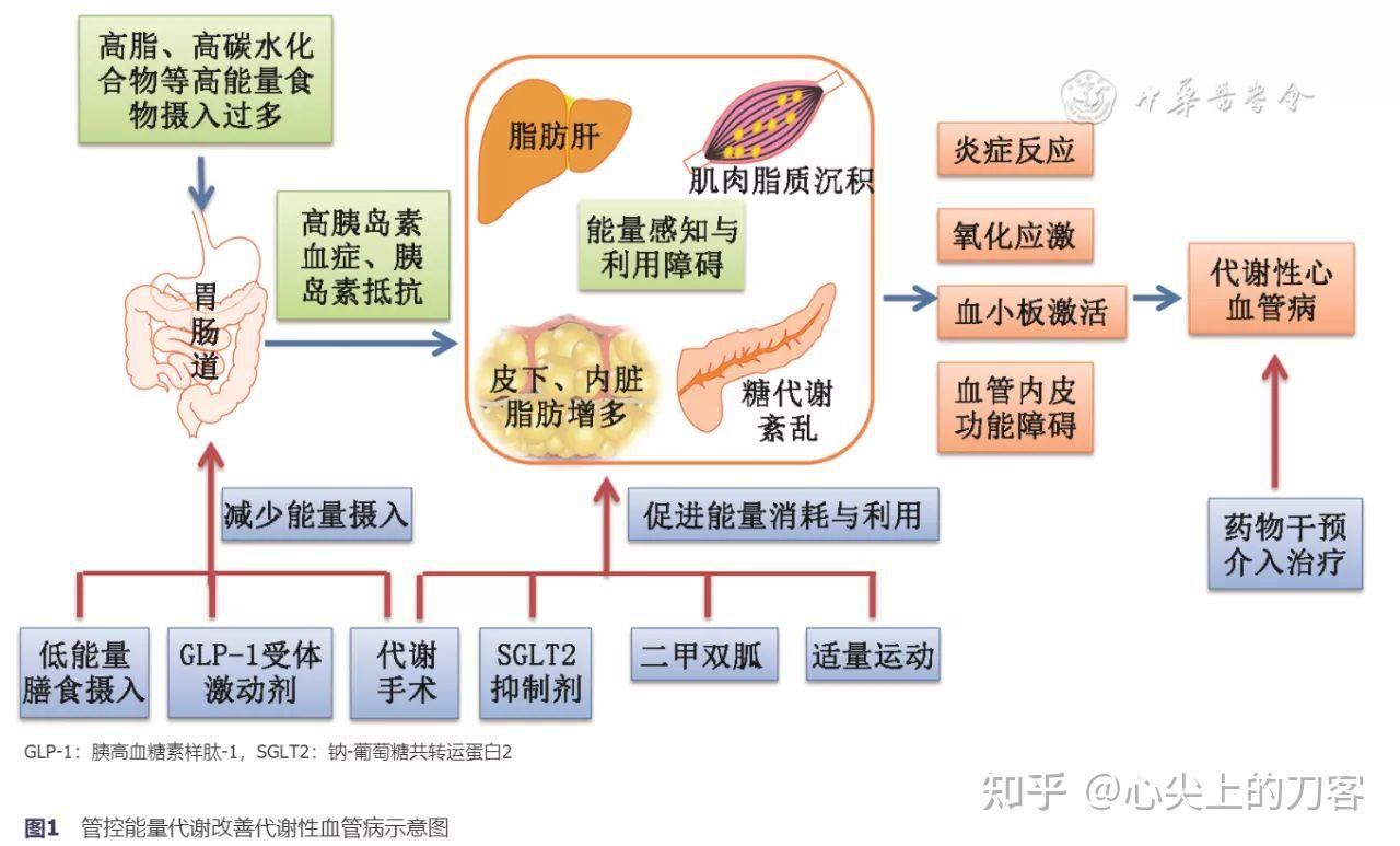 研究称父母心血管代谢病史或增加孩子心脏损伤早发风险