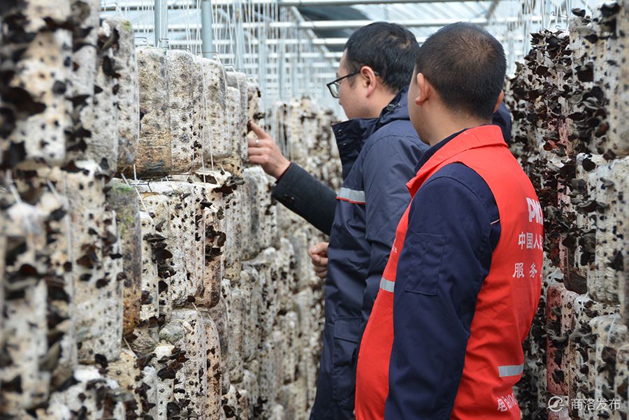 2026中国食用菌市场现状分析及发展前景预测_人保服务 ,人保服务