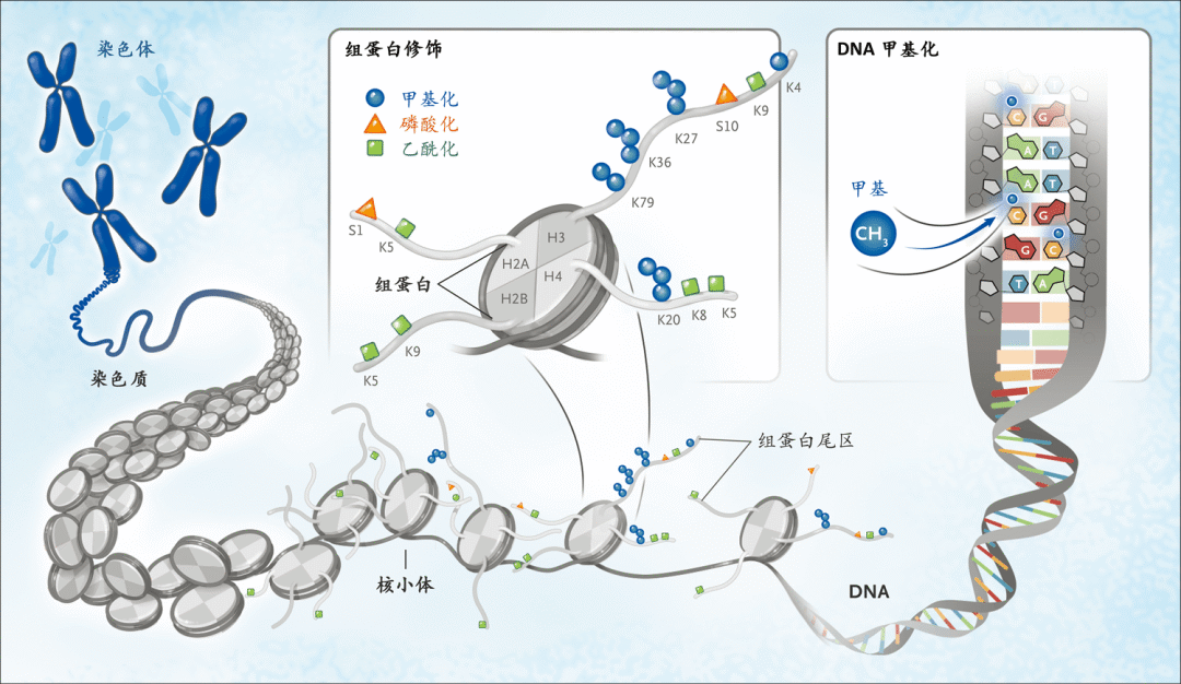 国际最新研究成功绘制人类染色体结构详细图谱